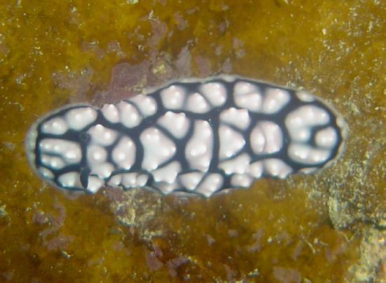  Phyllidiella pustulosa (Sea Slug)